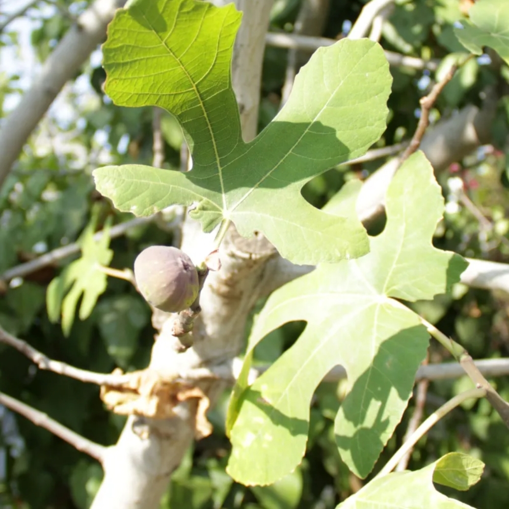 Fig Tree Seeds - Picture 2 of 4